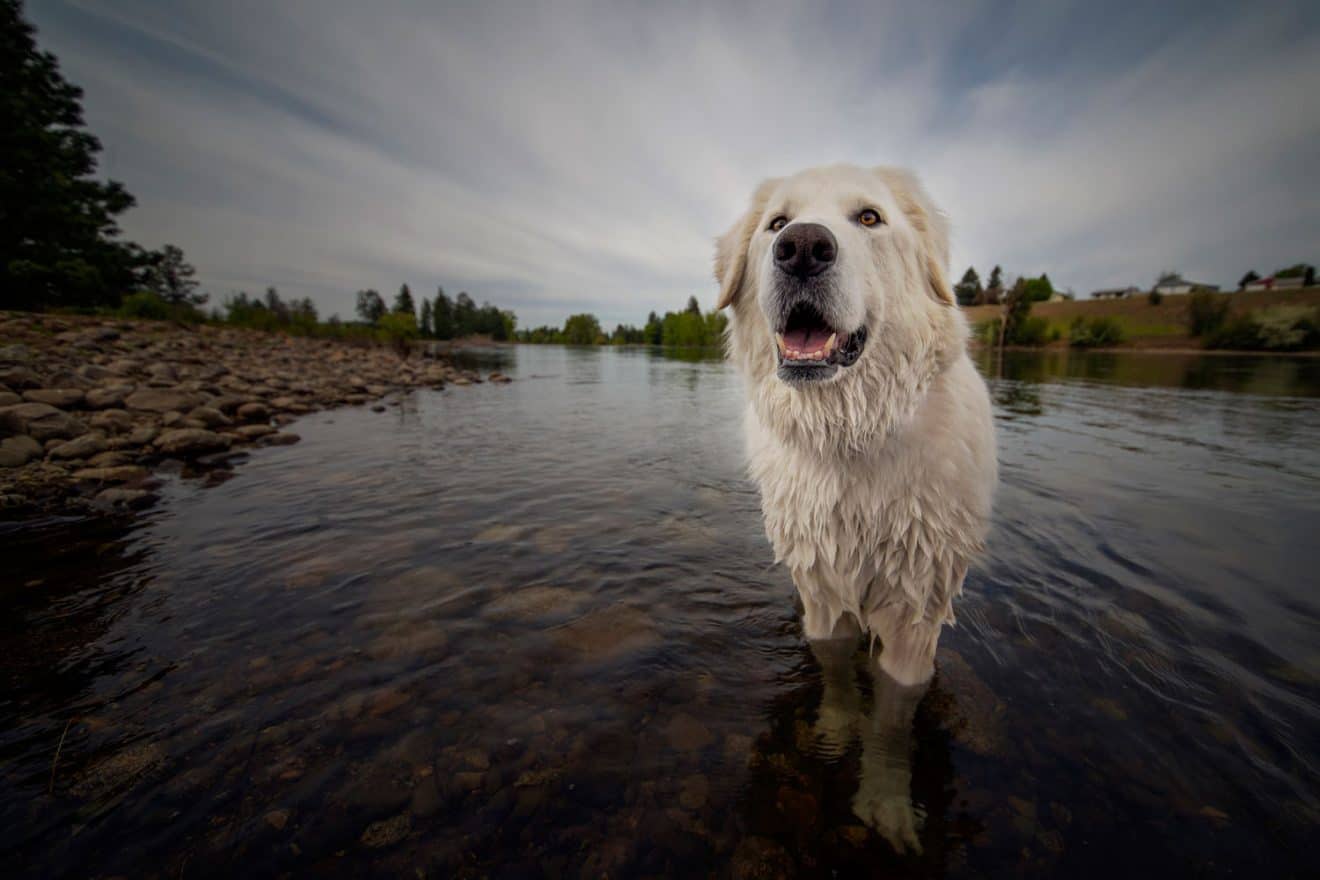 Offleash The 3 big dog parks near me