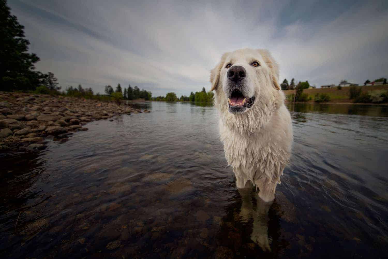 Large dog parks near me