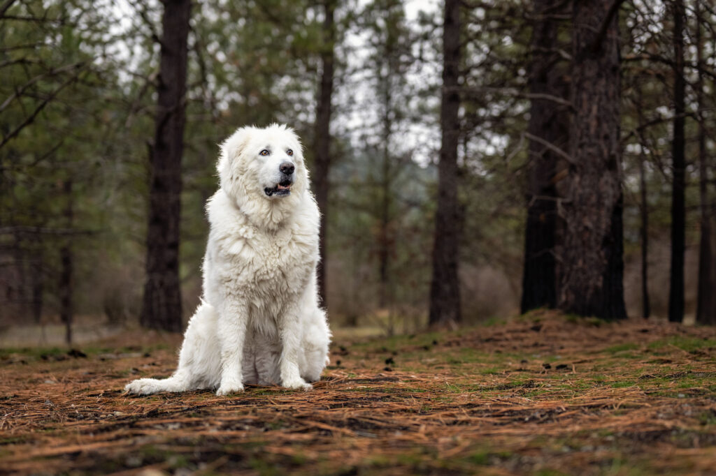 Bella the Maremma sheepdog sitting pretty in the woods near Coyote Rock in Spokane Valley