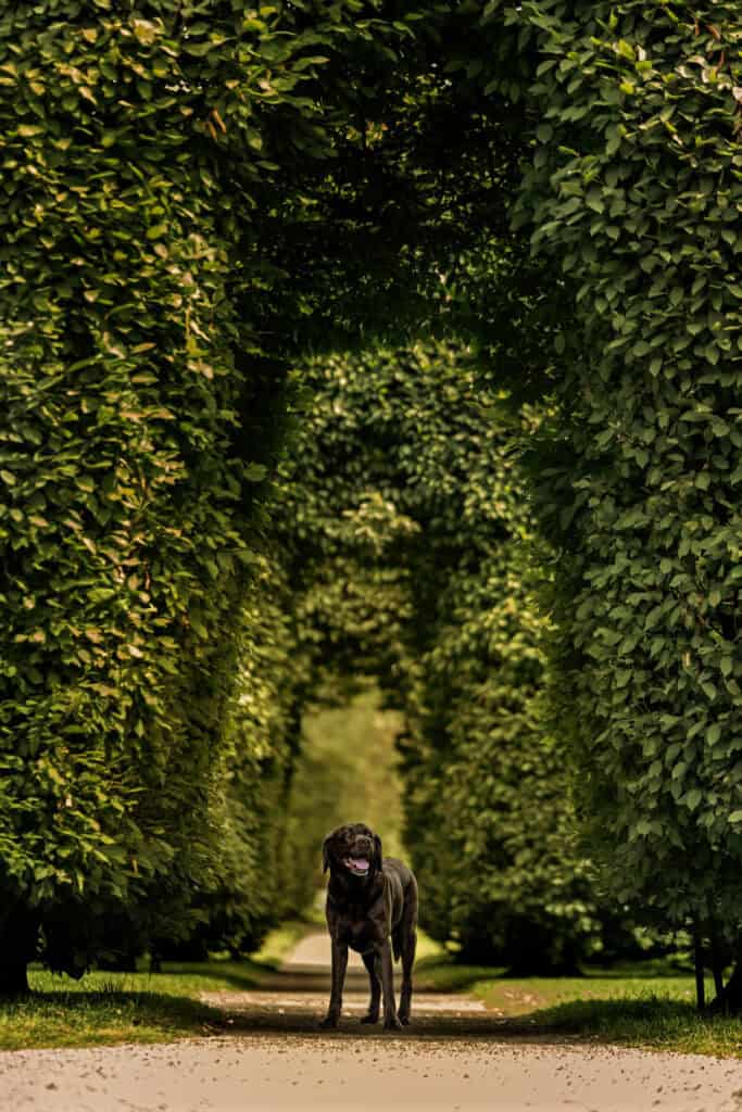 A dog's guide to Manito Park: Brutus takes us on an unforgettable tour 6 senior dog poses under tree arches at Duncan Garden
