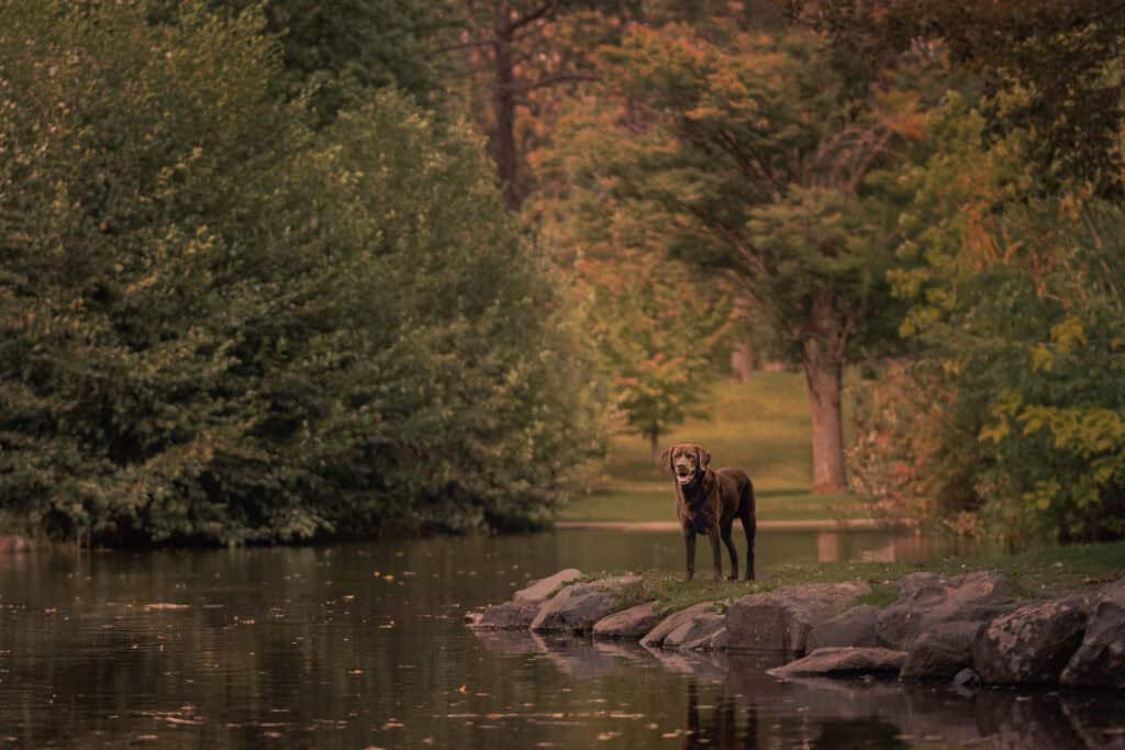 A dog's guide to Manito Park: Brutus takes us on an unforgettable tour 5 dog stands on the edge of Mirror Pond at Spokane's Manito Park