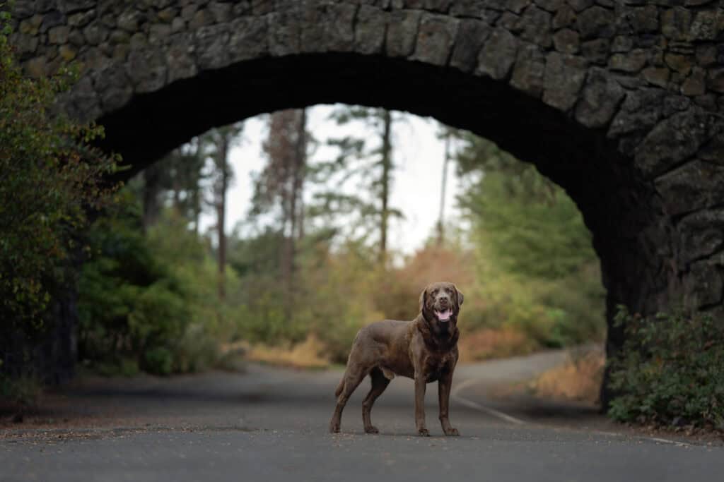 A dog's guide to Manito Park: Brutus takes us on an unforgettable tour 3 a dog poses under the stone bridge at Manito Park in Spokane