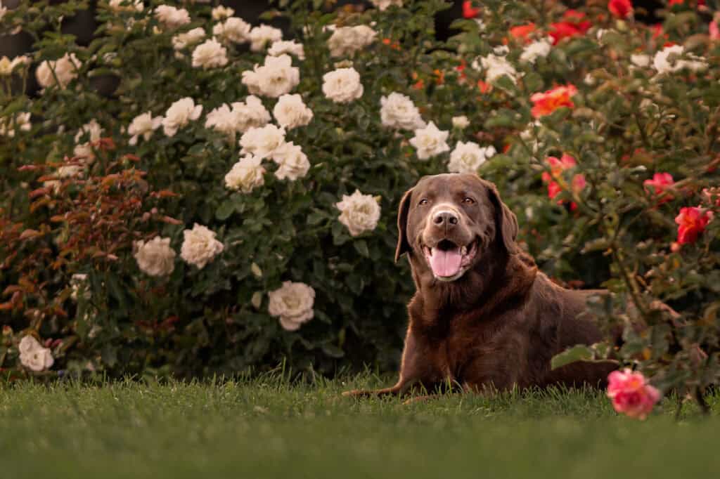 A dog's guide to Manito Park: Brutus takes us on an unforgettable tour 4 chocolate Labrador retriever sits among the roses at Rose Hill on Spokane's South Hill