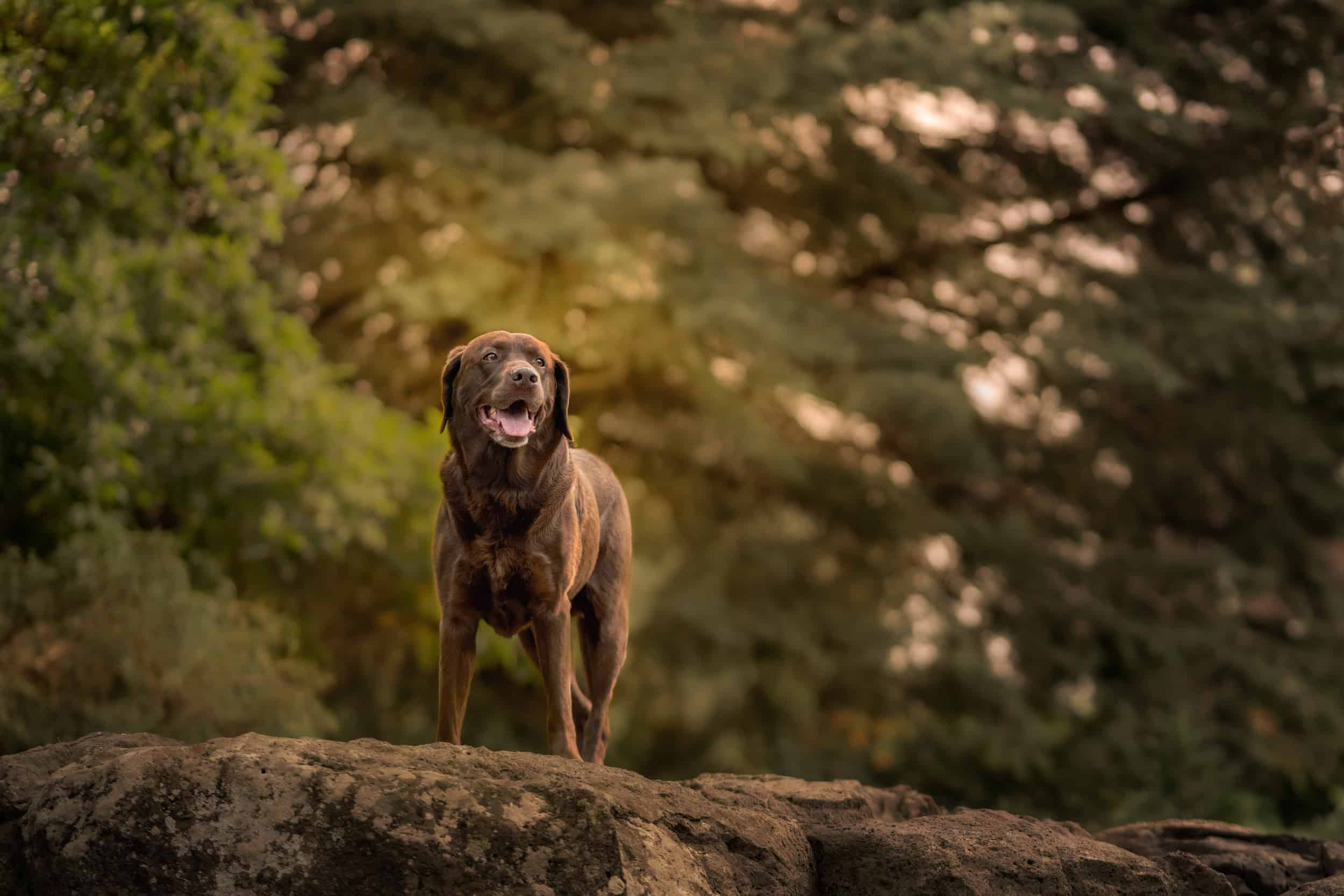 A dog's guide to Manito Park: Brutus takes us on an unforgettable tour 2 chocolate Lab stands on rocks at Manito Park on Spokane's South Hill
