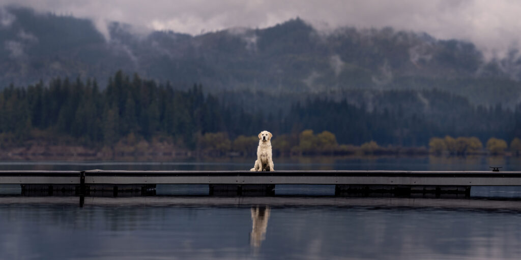 Why the Inland Northwest aches for dog photos 7 golden retriever sits on the dock on a rainy day at Hauser Lake, Idaho