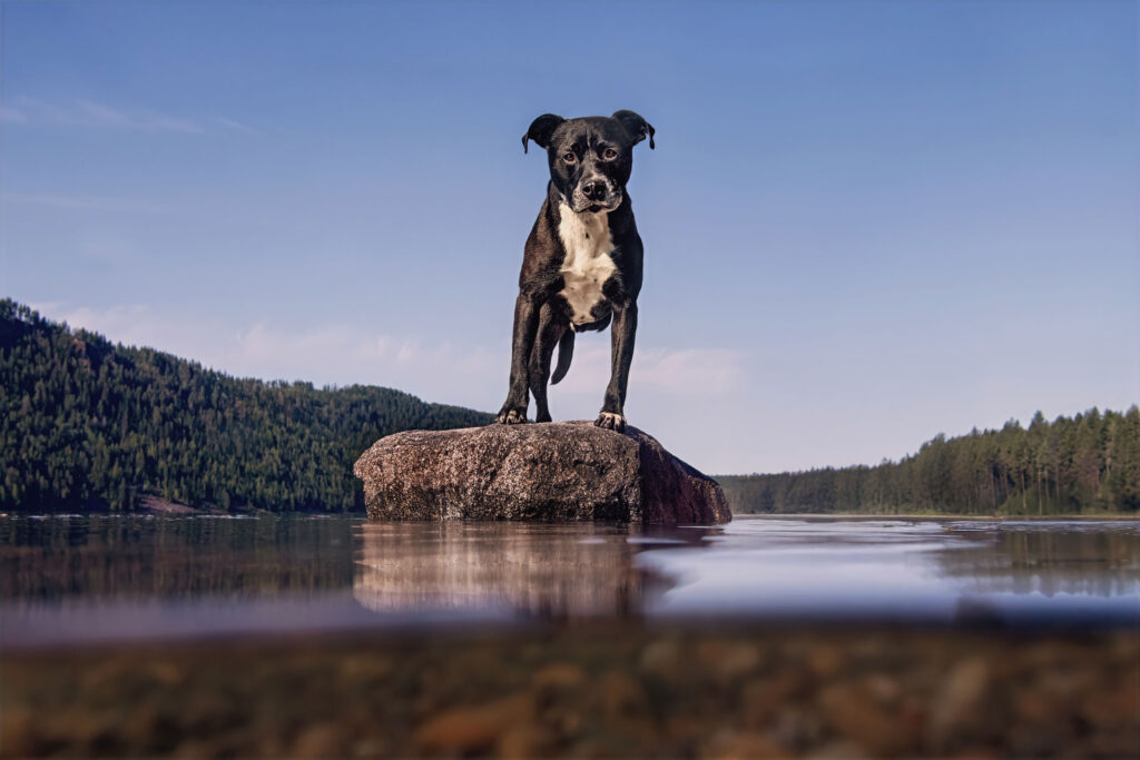 Why the Inland Northwest aches for dog photos 5 tripod pitbull mix stands on a rock in Lake Pend Oreille at Farragut State Park