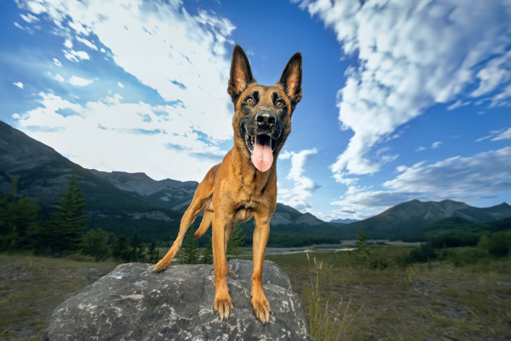 malinois poses on a rock in Kananaskis Country, Alberta