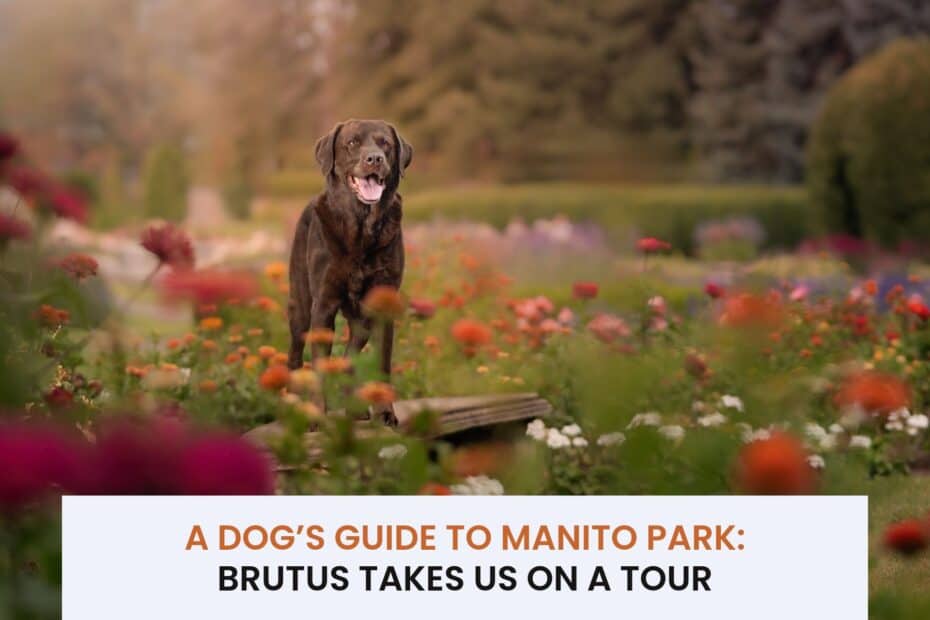 A dog's guide to Manito Park: Brutus takes us on an unforgettable tour 1 Manito Park