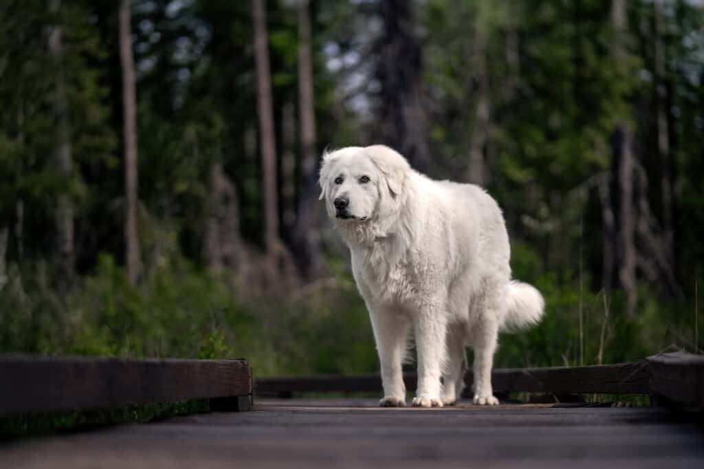 The extraordinary privilege of being hers 2 Maremma sheepdog at English Point Trail