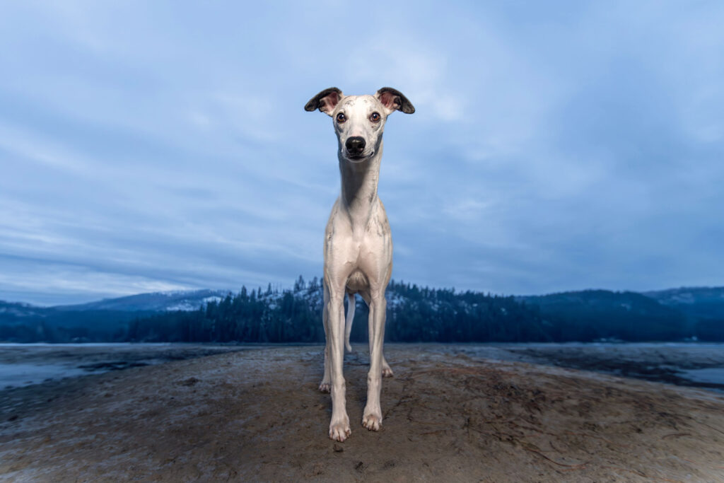 whippet stands against the mountains at Dover City near Sandpoint, Idaho