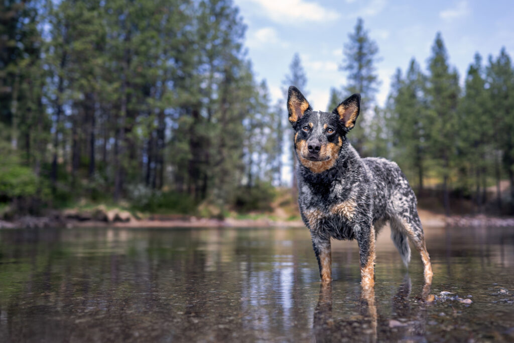Why the Inland Northwest aches for dog photos 6 blue heeler stands in the water hole at Black Bay Park in Post Falls, Idaho